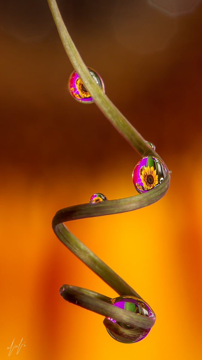 Flower Reflection Through Water Droplets
